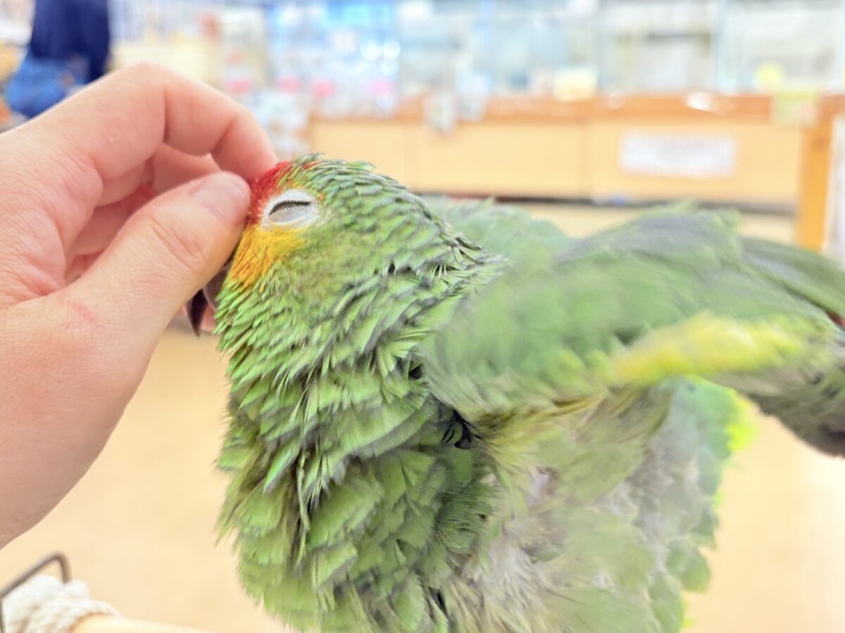キホオボウシインコ