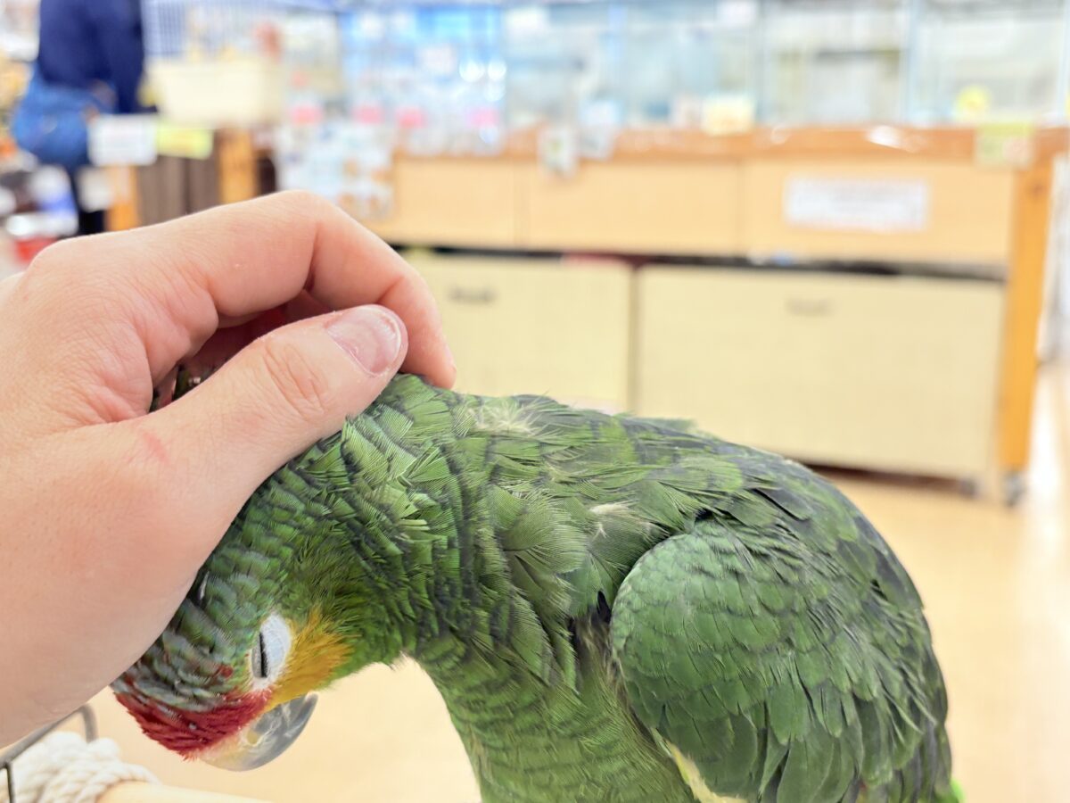 キホオボウシインコ