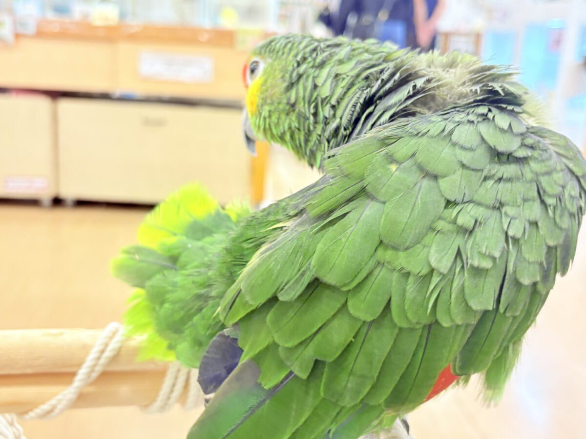 キホオボウシインコ