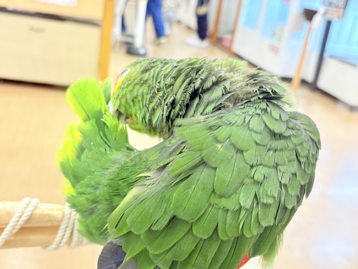 キホオボウシインコ