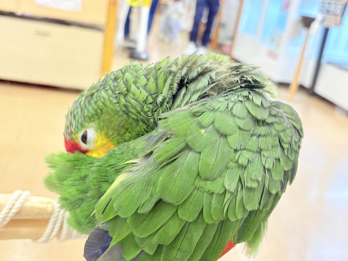 キホオボウシインコ