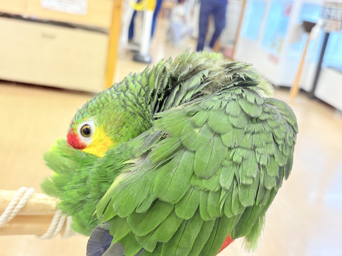 キホオボウシインコ