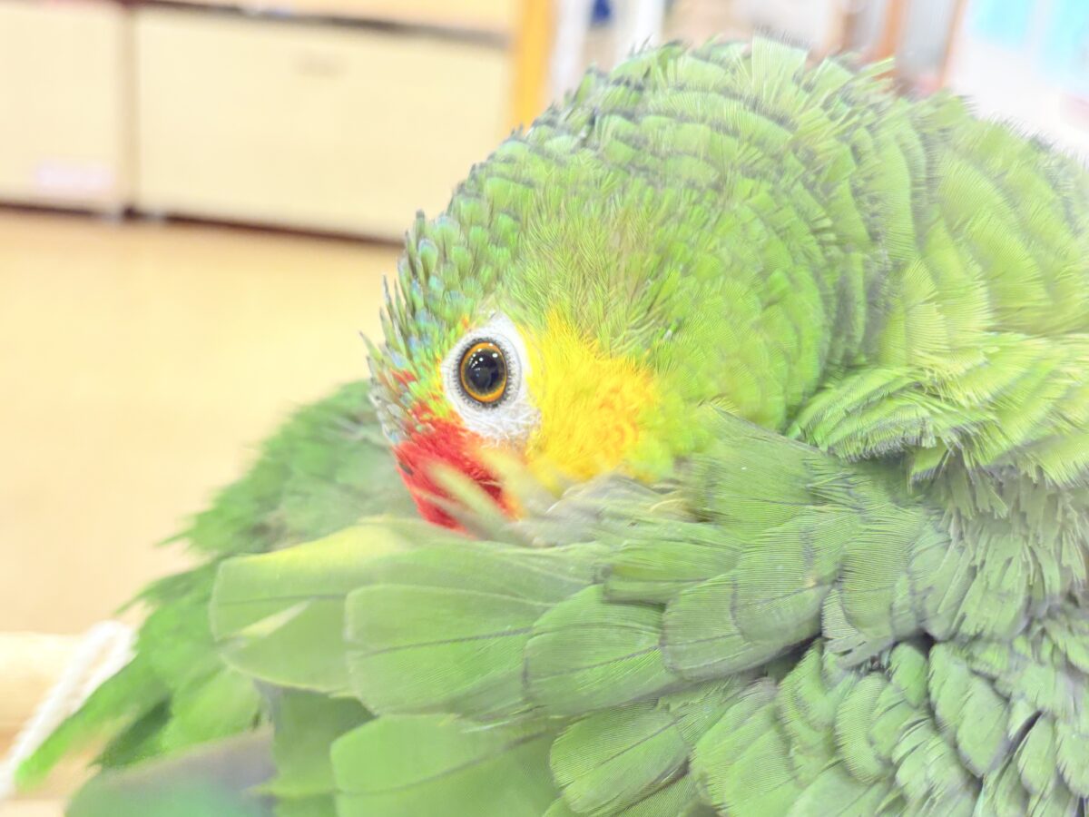 キホオボウシインコ