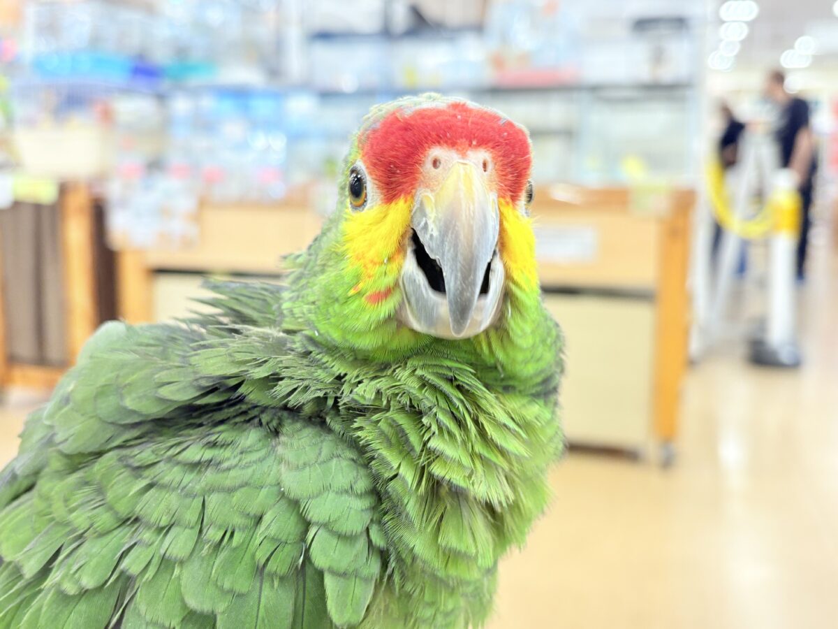 キホオボウシインコ