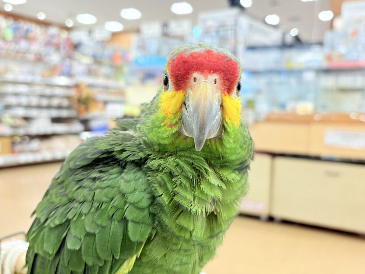 キホオボウシインコ