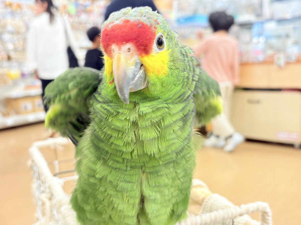 キホオボウシインコ