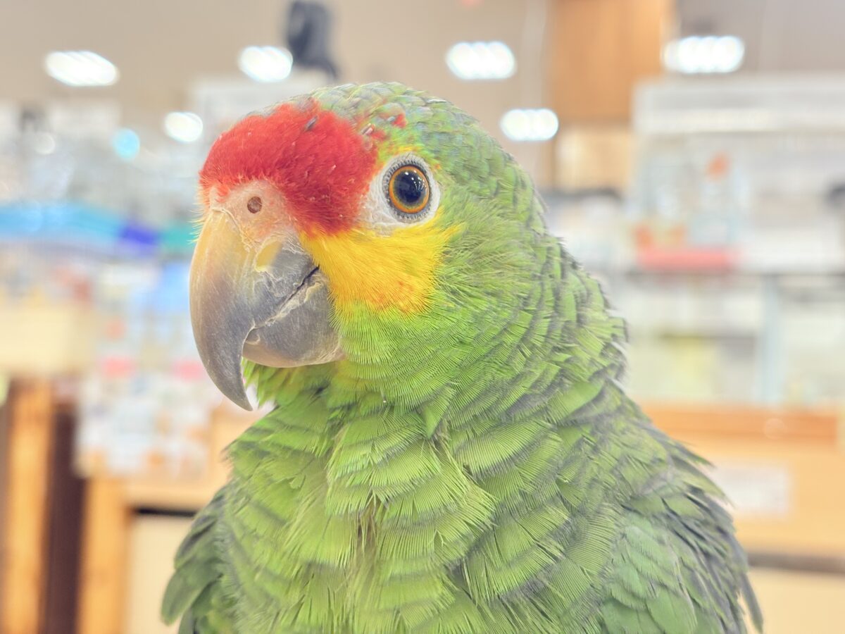 キホオボウシインコ