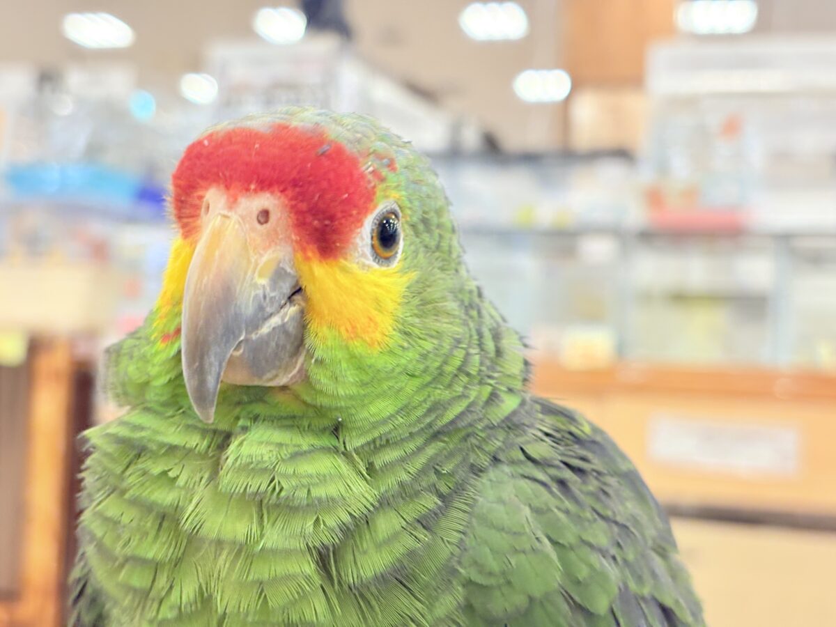 キホオボウシインコ