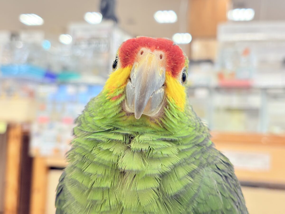 キホオボウシインコ