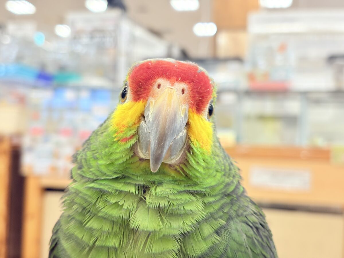 キホオボウシインコ