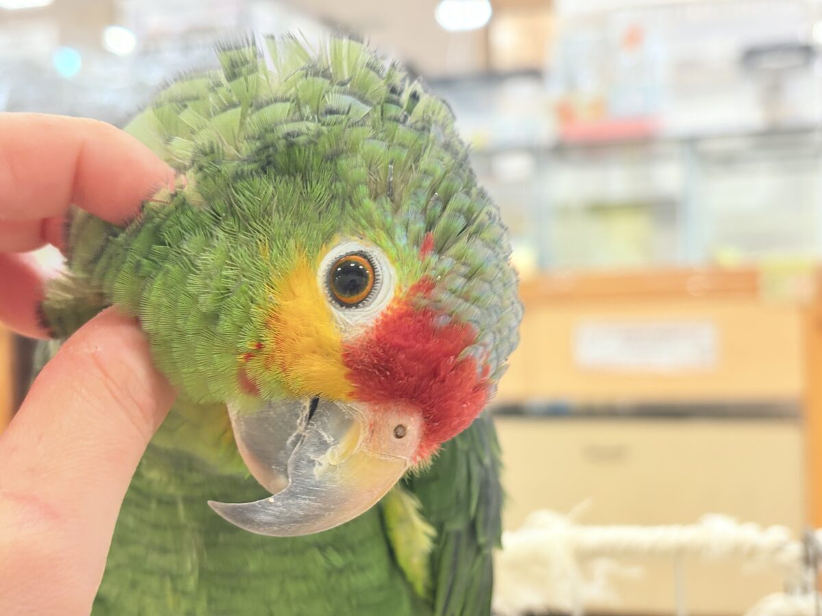 キホオボウシインコ