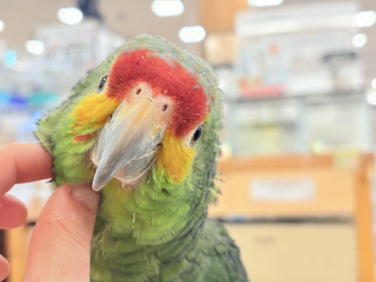 キホオボウシインコ