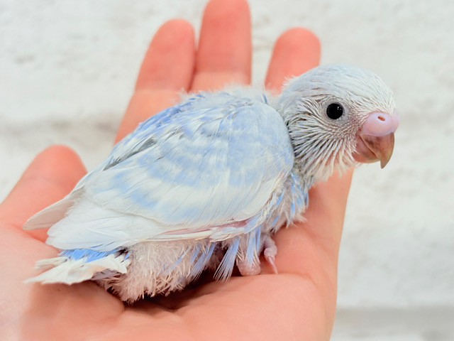きゅるるんおめめに見つめられたら……🐣💖セキセイインコ(スパングル) ヒナ