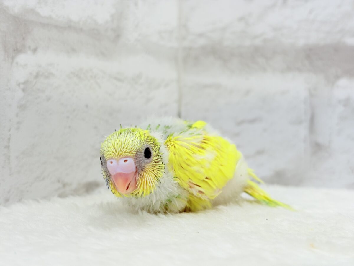 セキセイインコ
