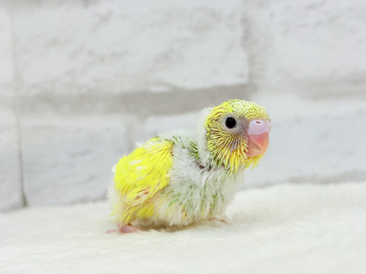 セキセイインコ