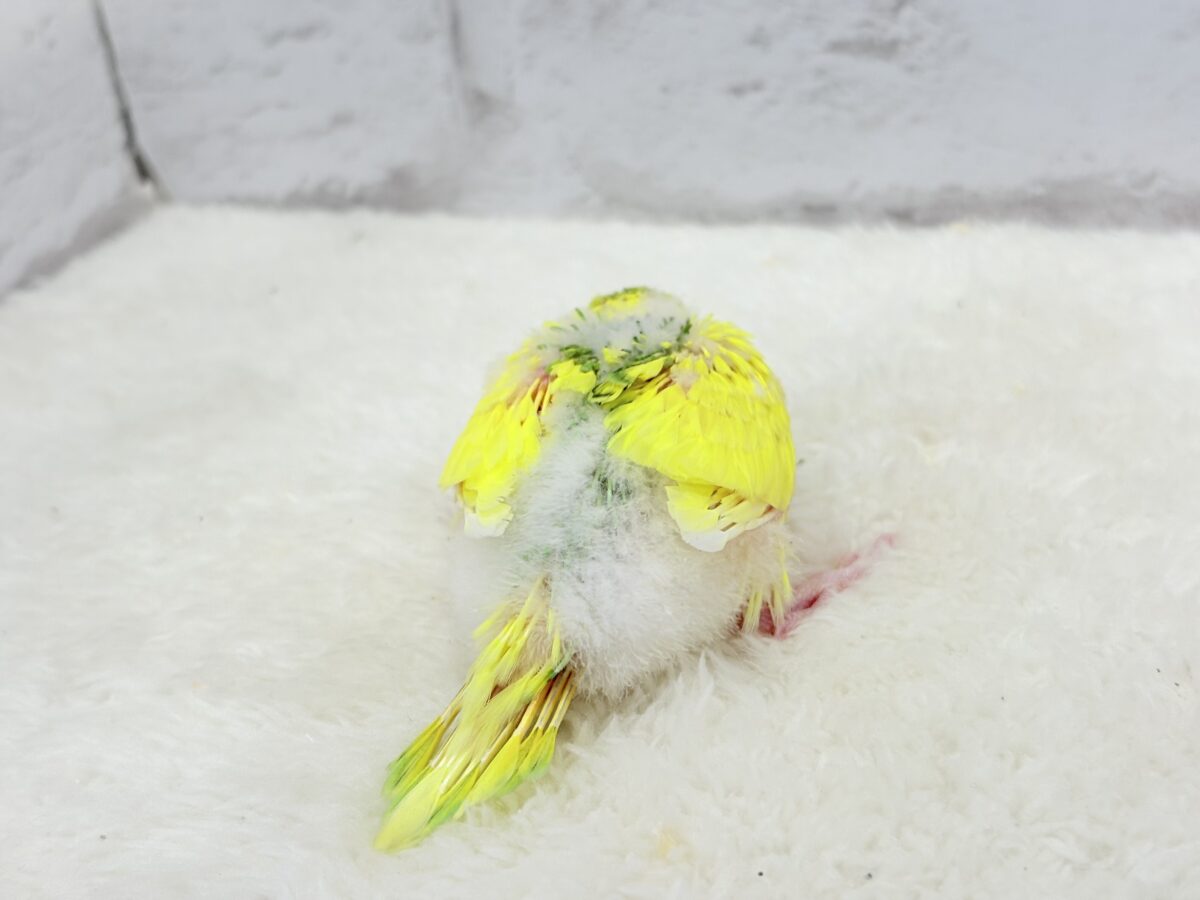 セキセイインコ