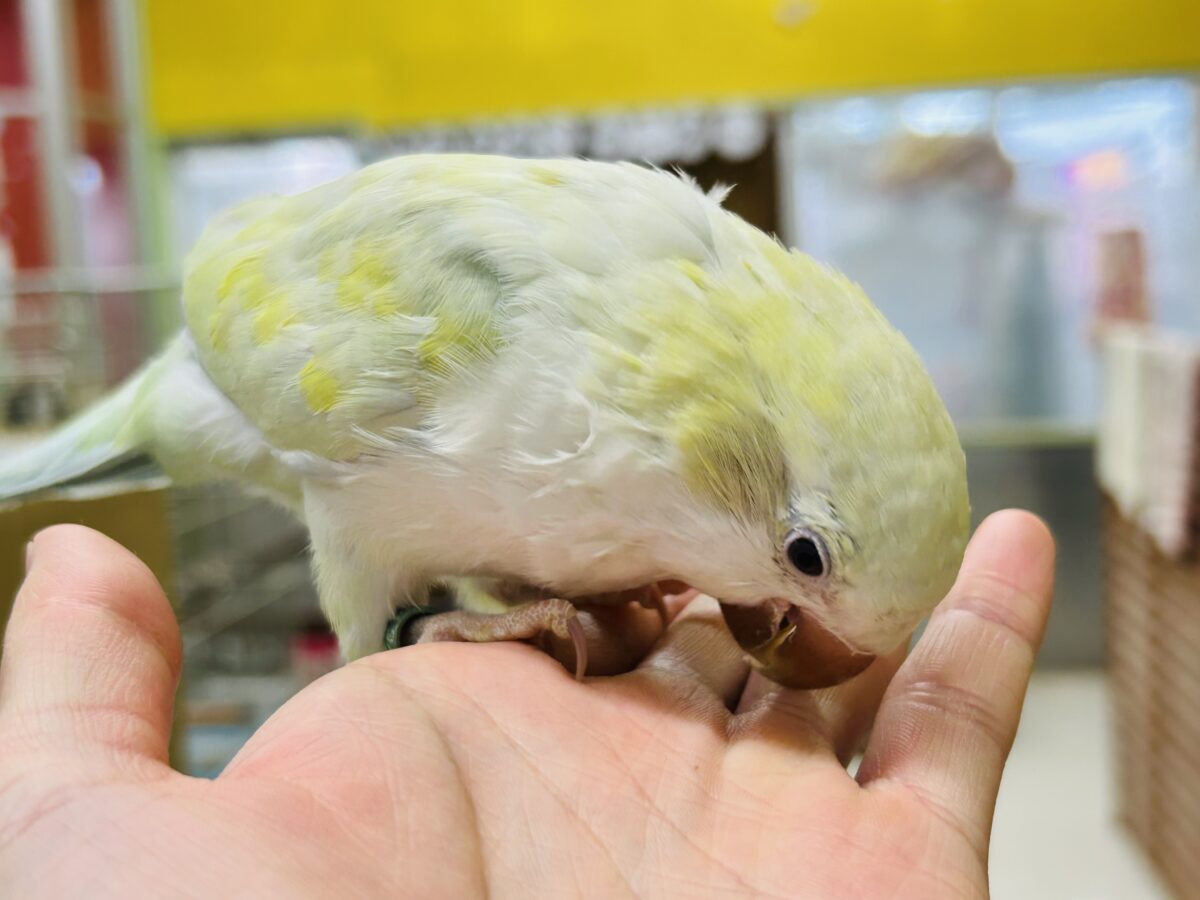 オキナインコ