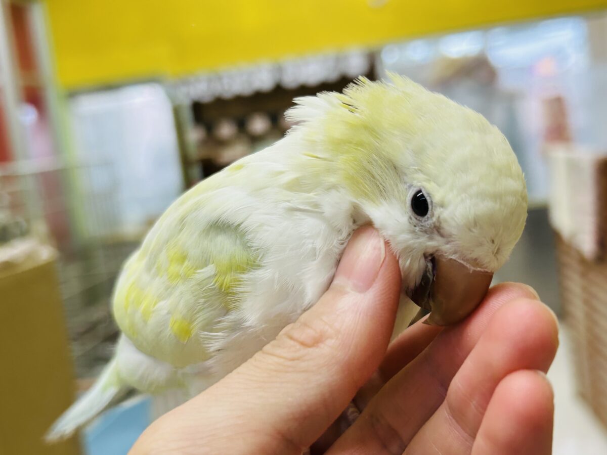 オキナインコ