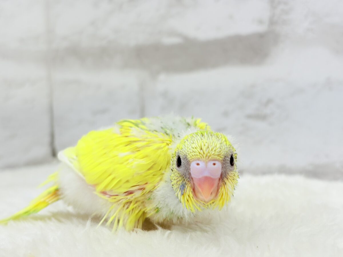 セキセイインコ