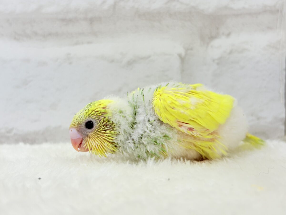 セキセイインコ