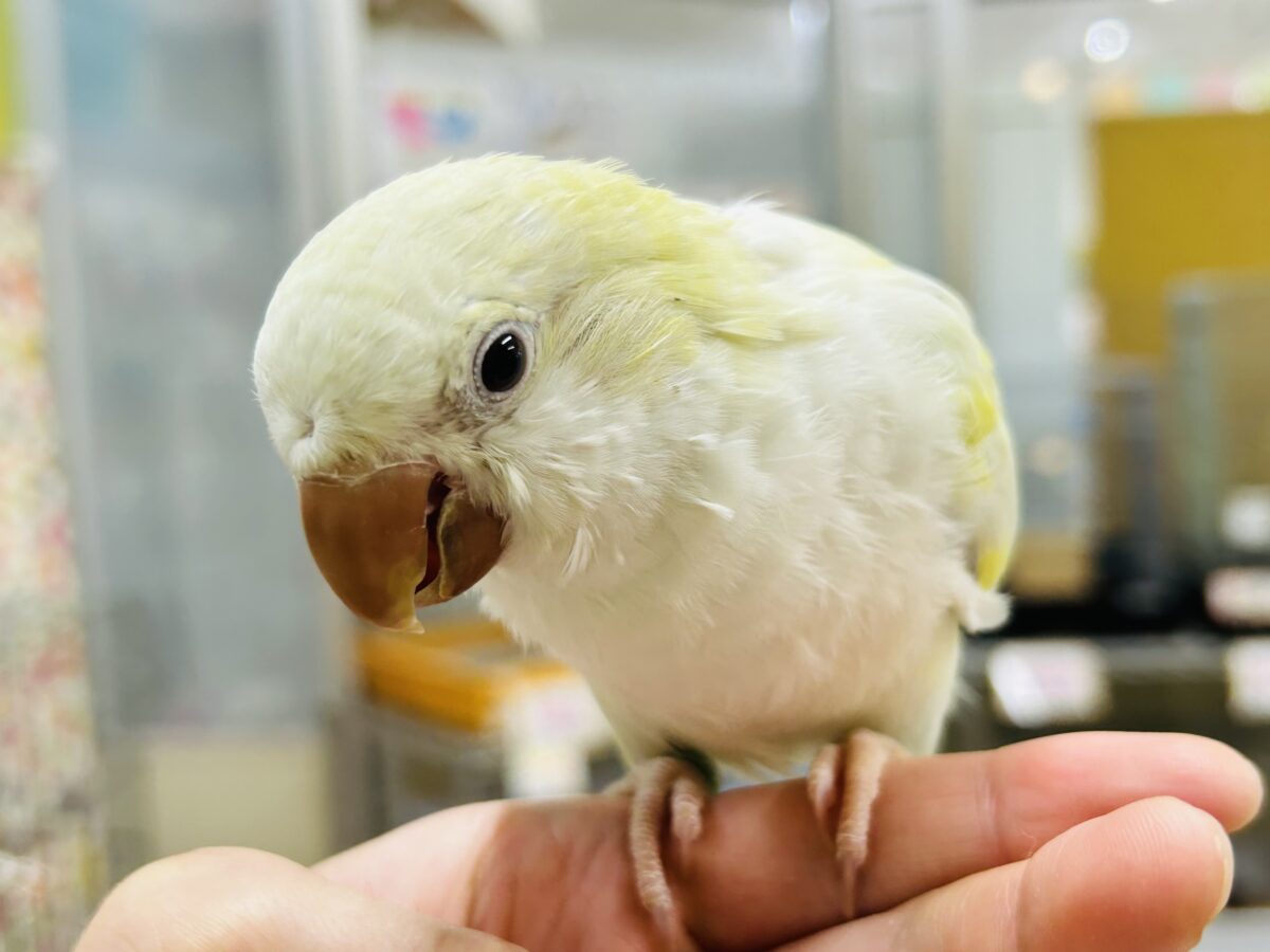 オキナインコ