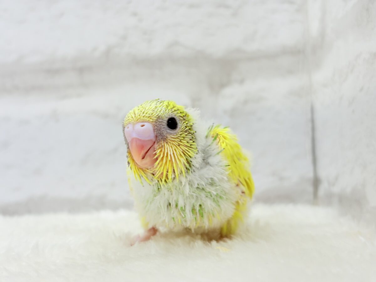 セキセイインコ