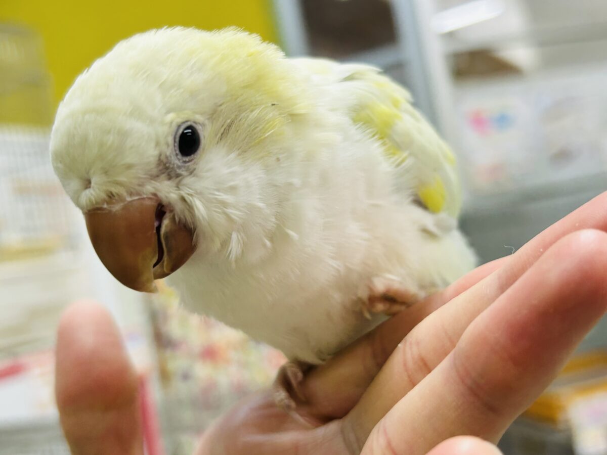オキナインコ
