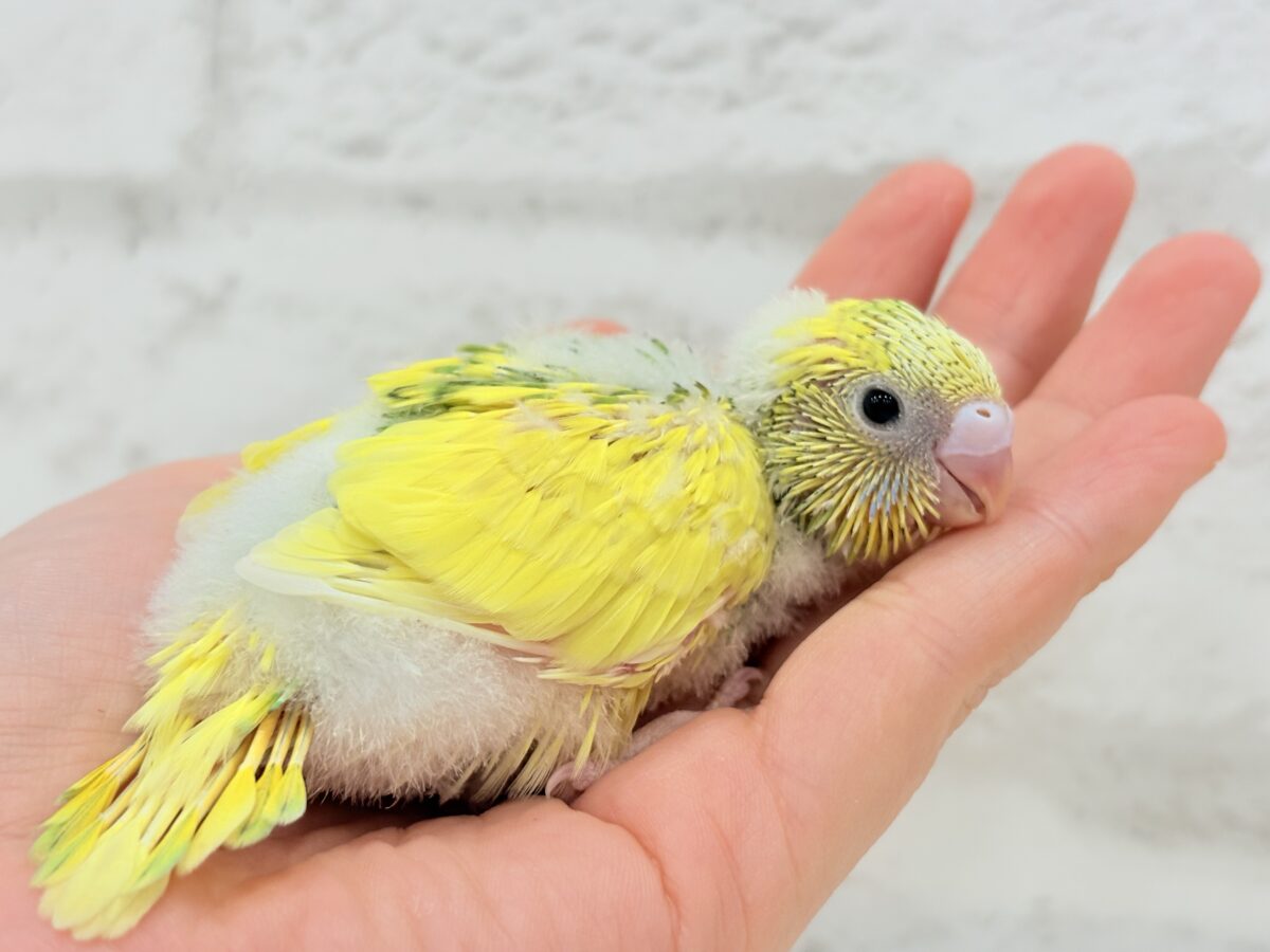 セキセイインコ