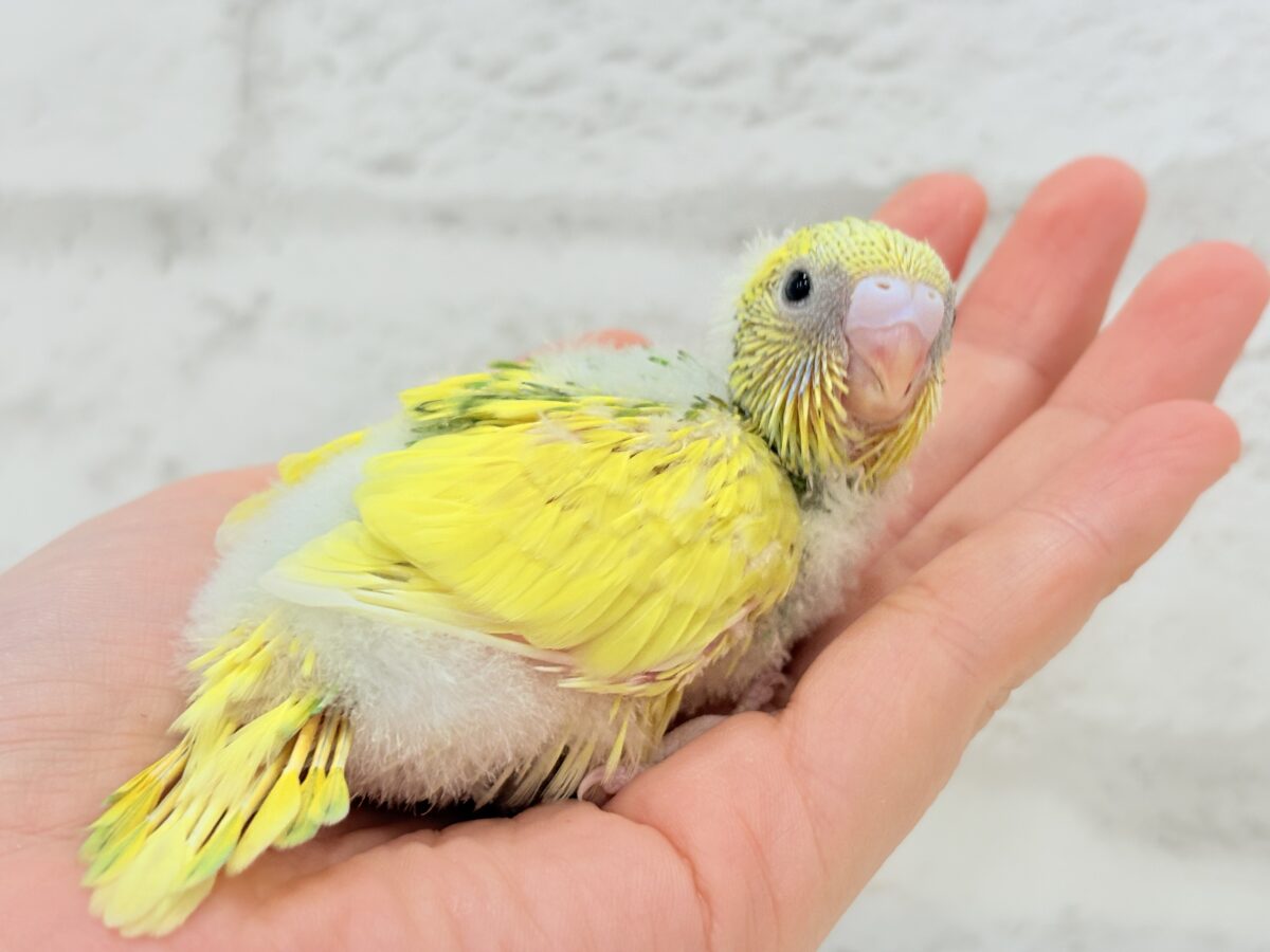 セキセイインコ