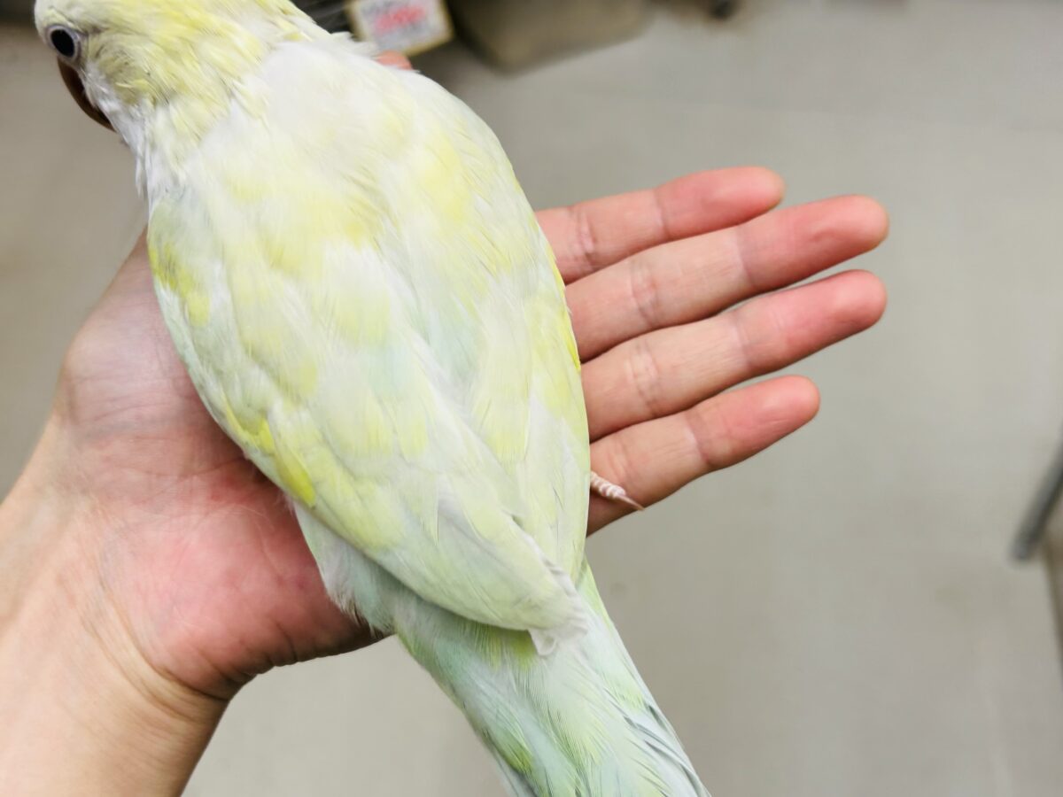 オキナインコ