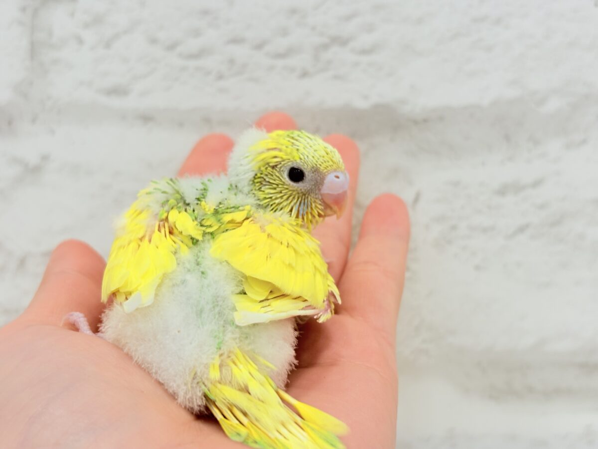 セキセイインコ