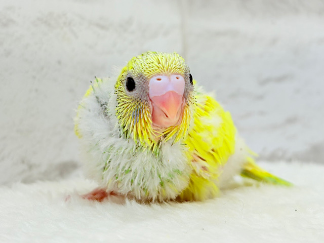 見た目から元気が貰えちゃう🐣🍀セキセイインコ(パイド) ヒナ