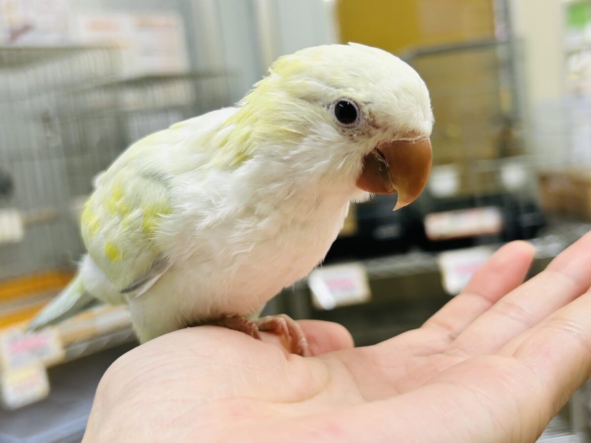 【☆最新画像更新☆】エメラルドグリーンカラー💚💚とっても美しいオキナインコさんがやってきました～🌟🌟