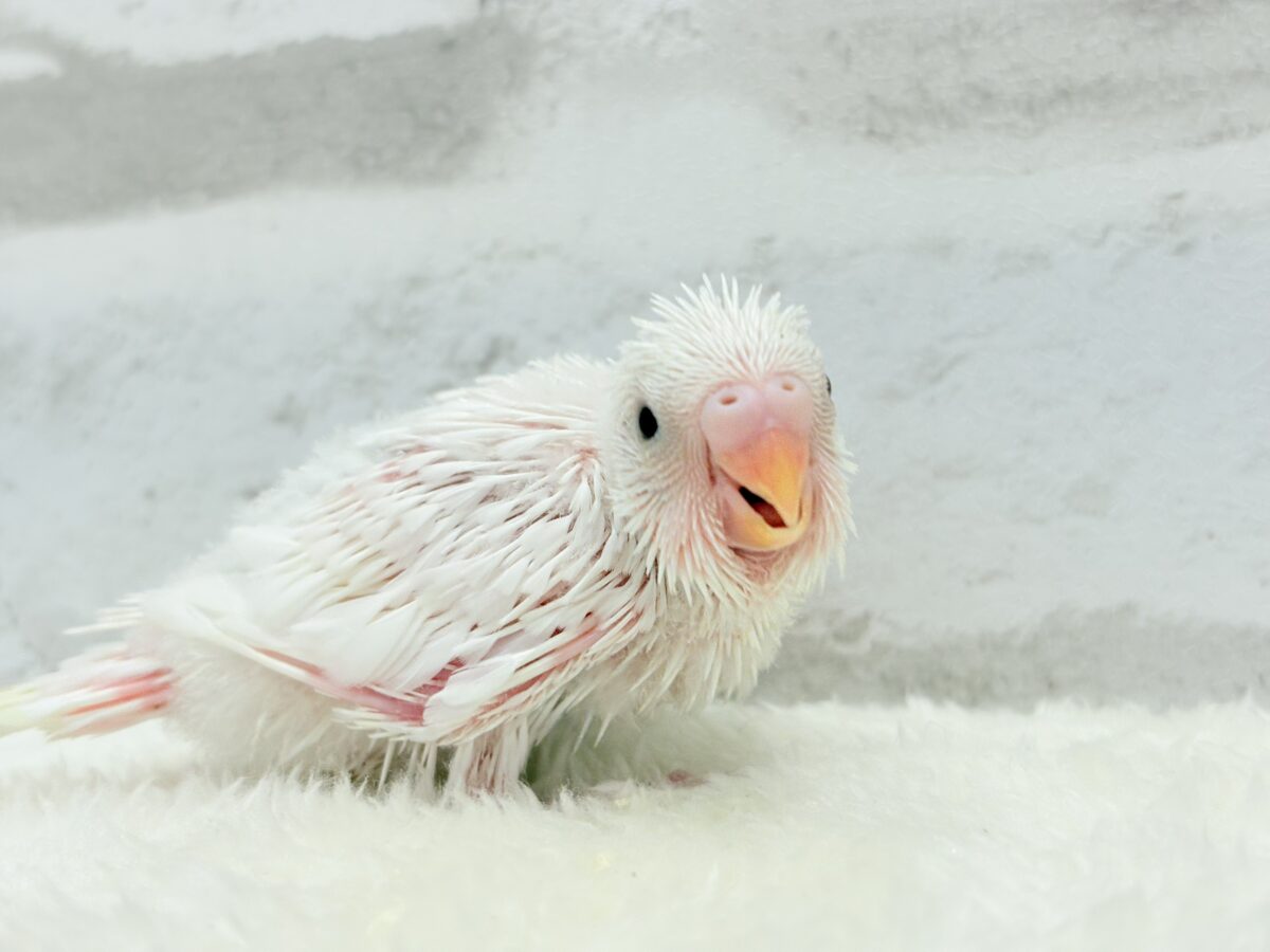 セキセイインコ