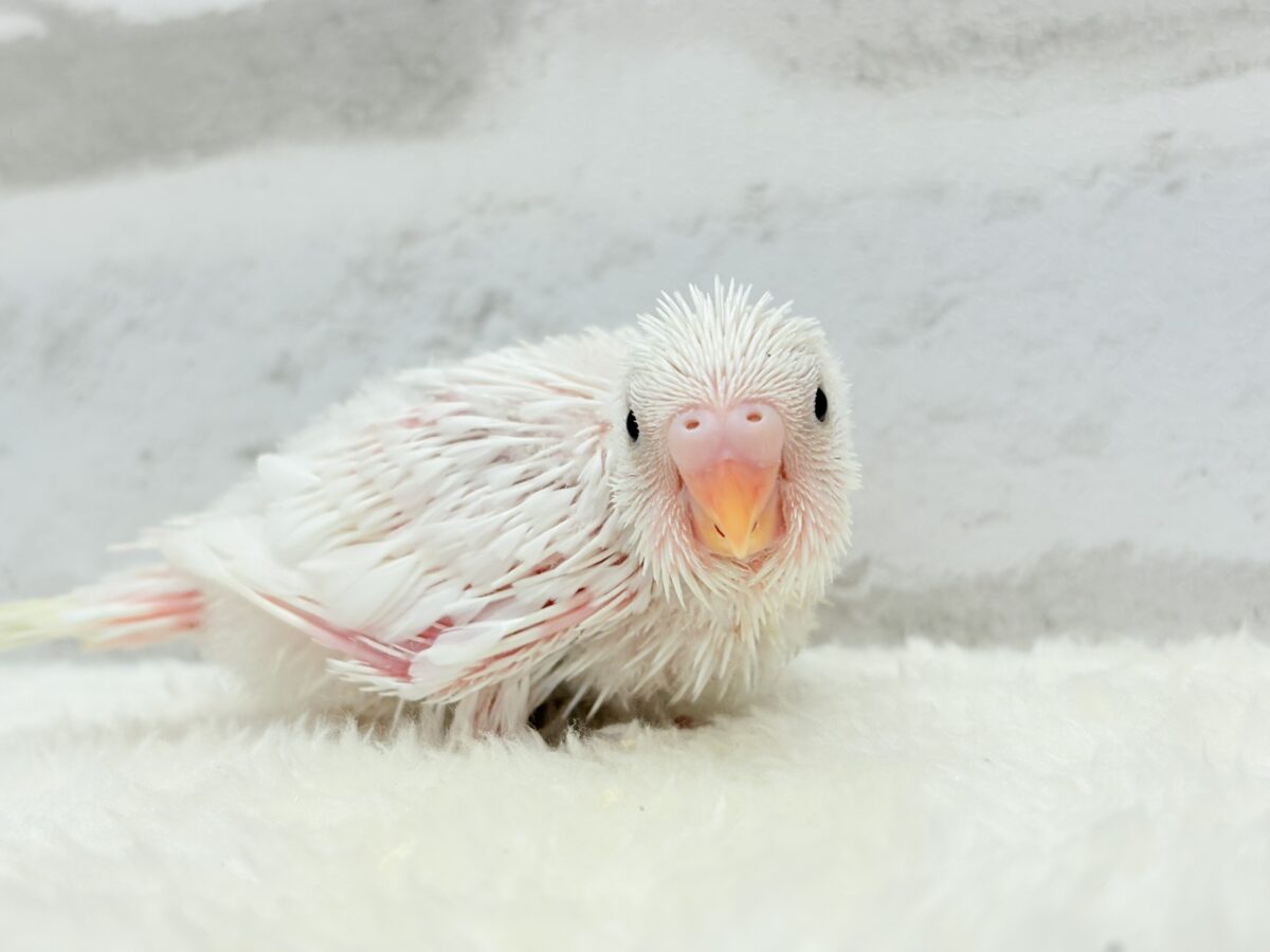セキセイインコ