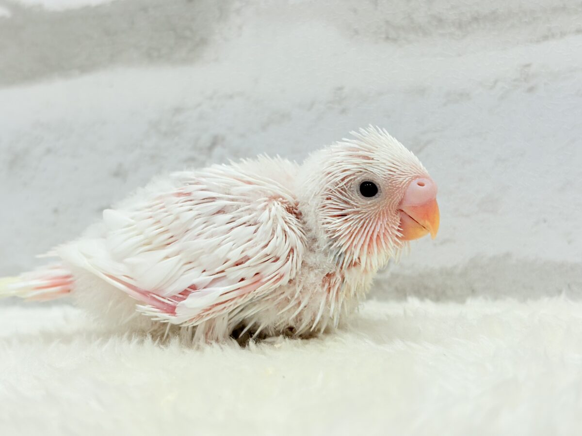 セキセイインコ