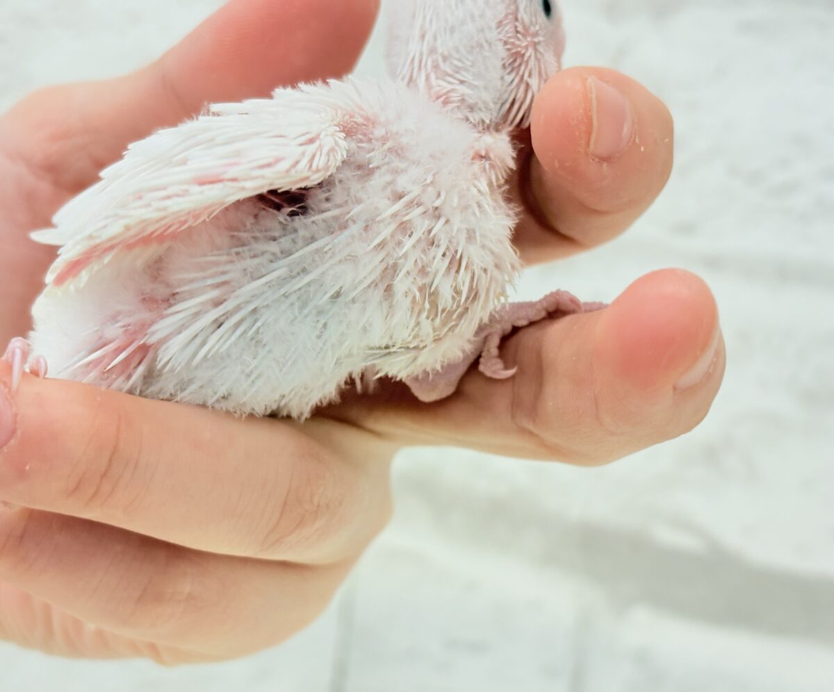 セキセイインコ