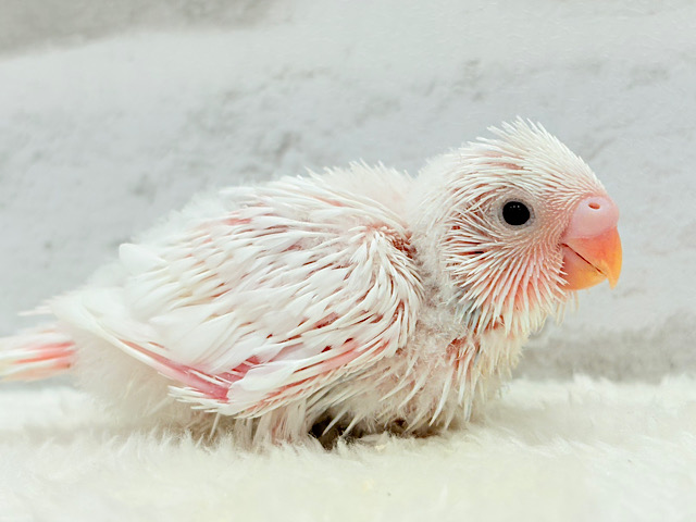 ふんわりわた毛の美鳥さん🐣🤍🤍セキセイインコ ヒナ