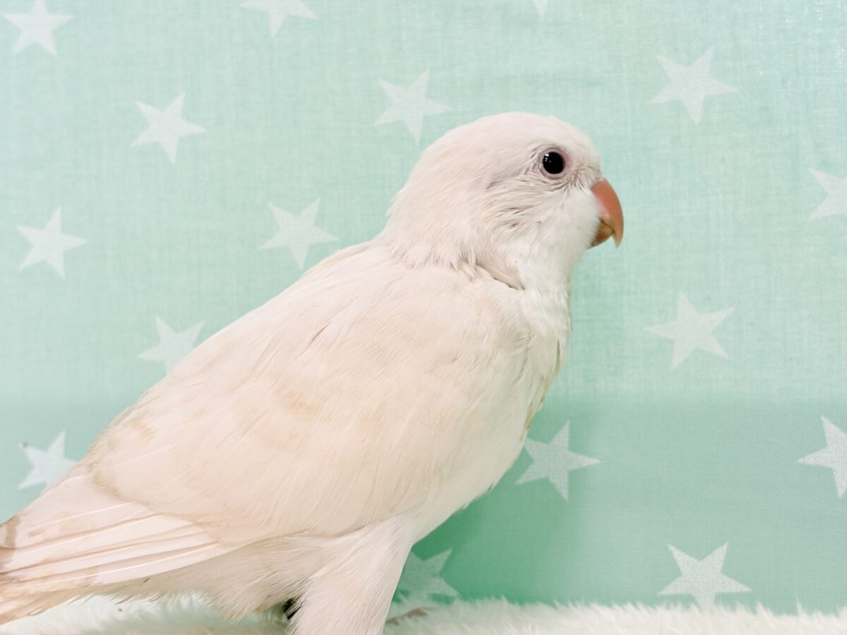 オキナインコ