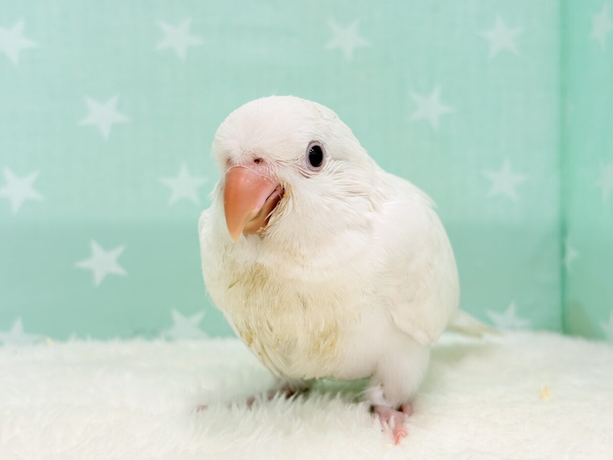 オキナインコ
