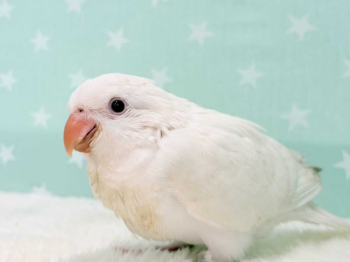 オキナインコ