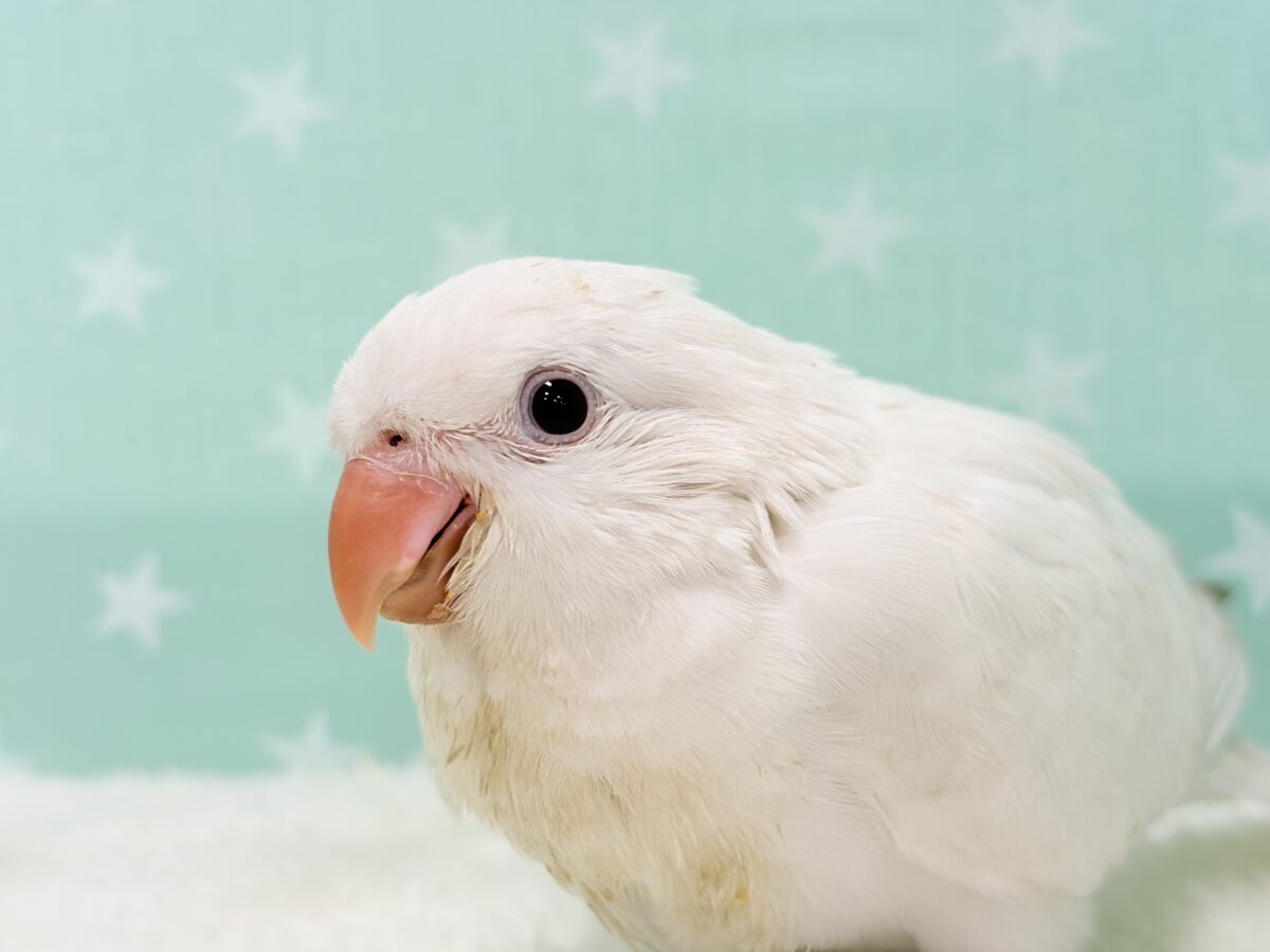 オキナインコ