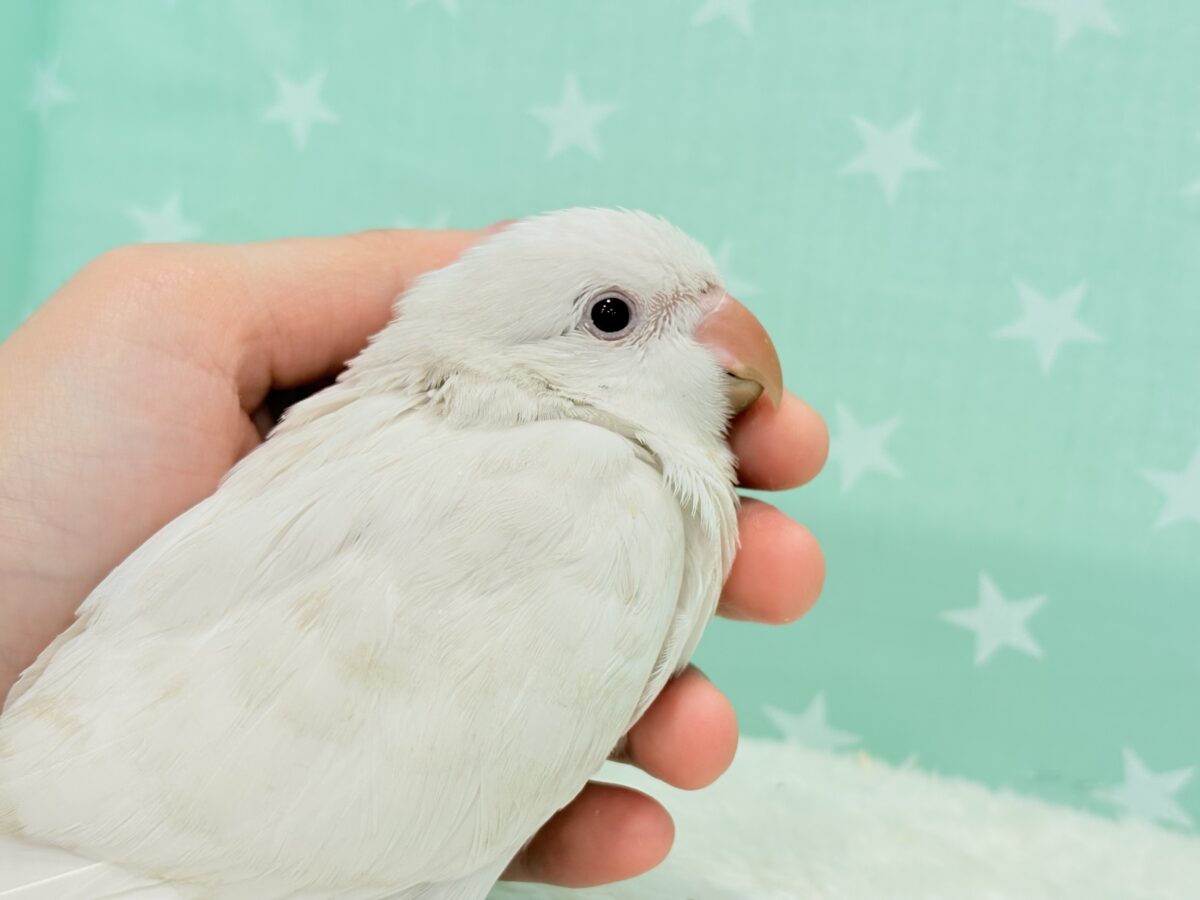 オキナインコ