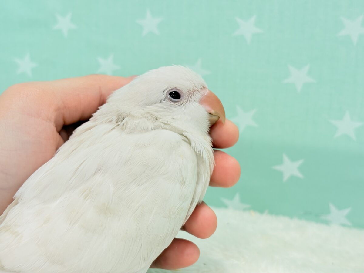 オキナインコ