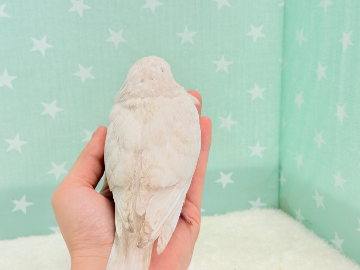 オキナインコ