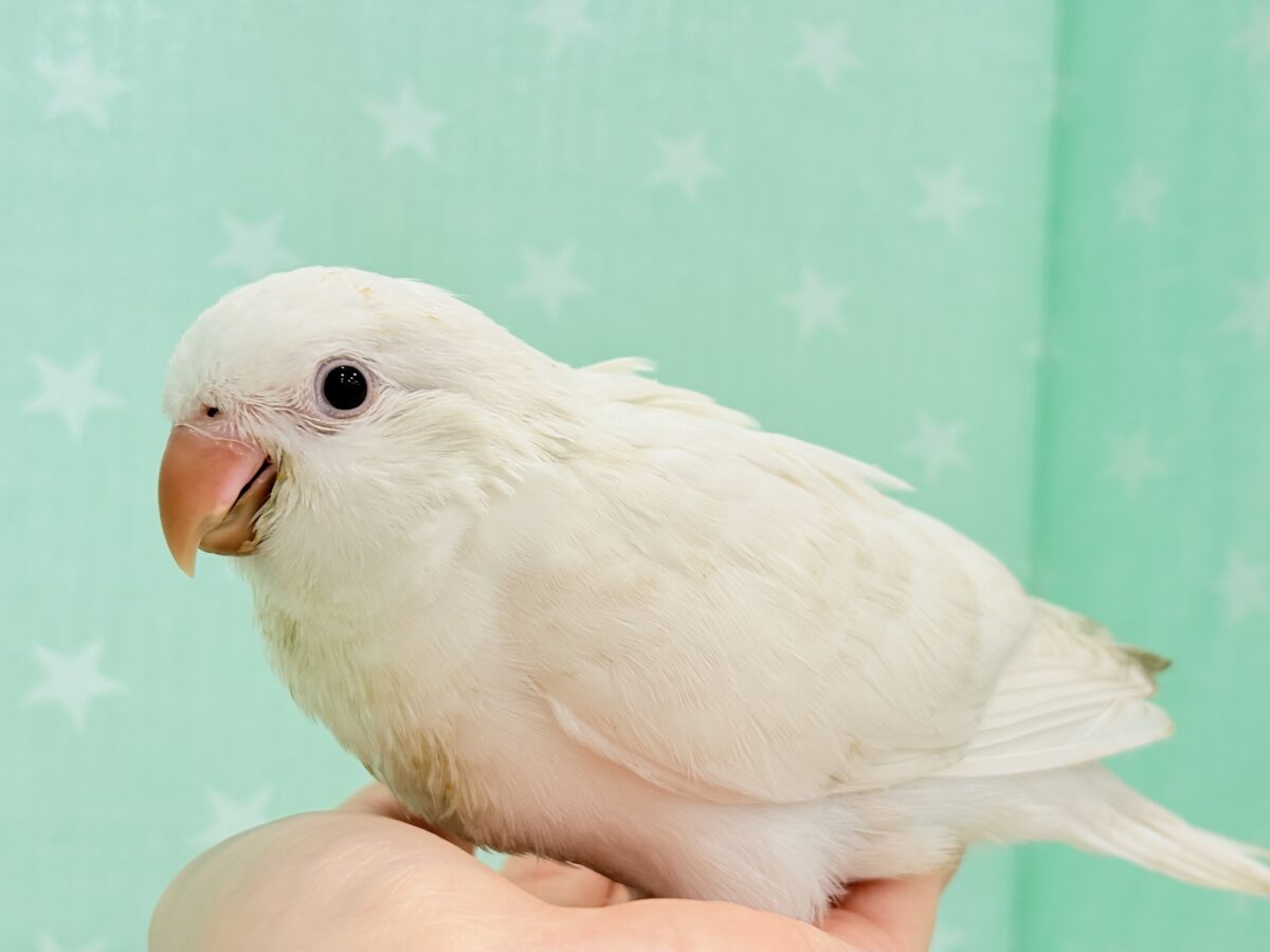 オキナインコ