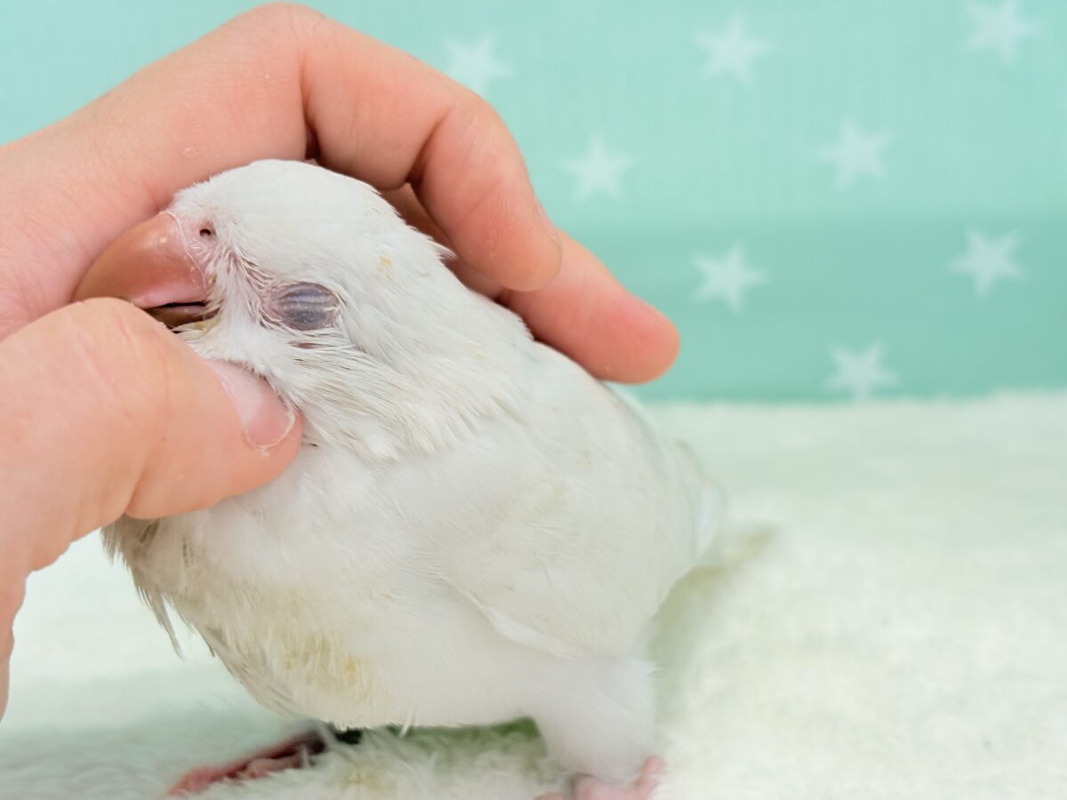 オキナインコ
