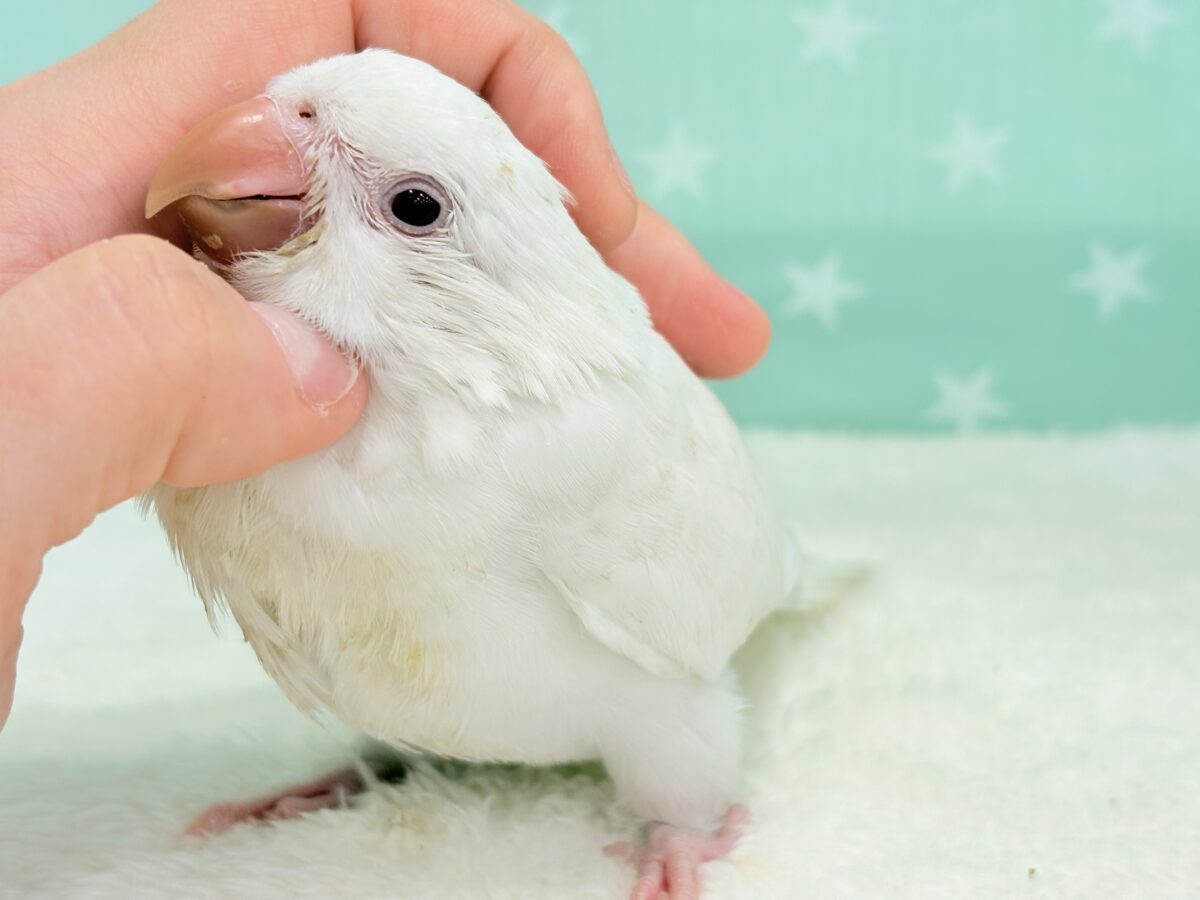 オキナインコ
