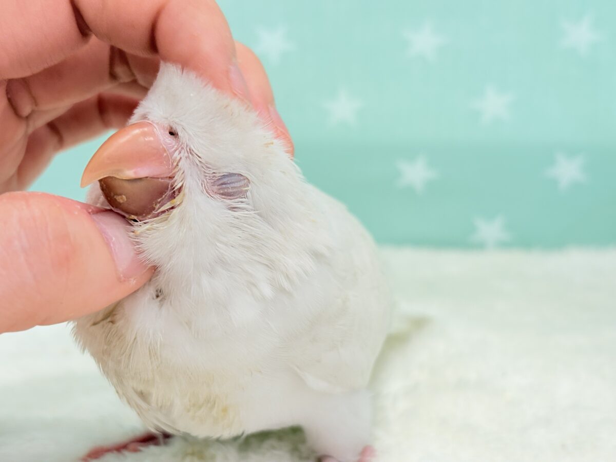 オキナインコ