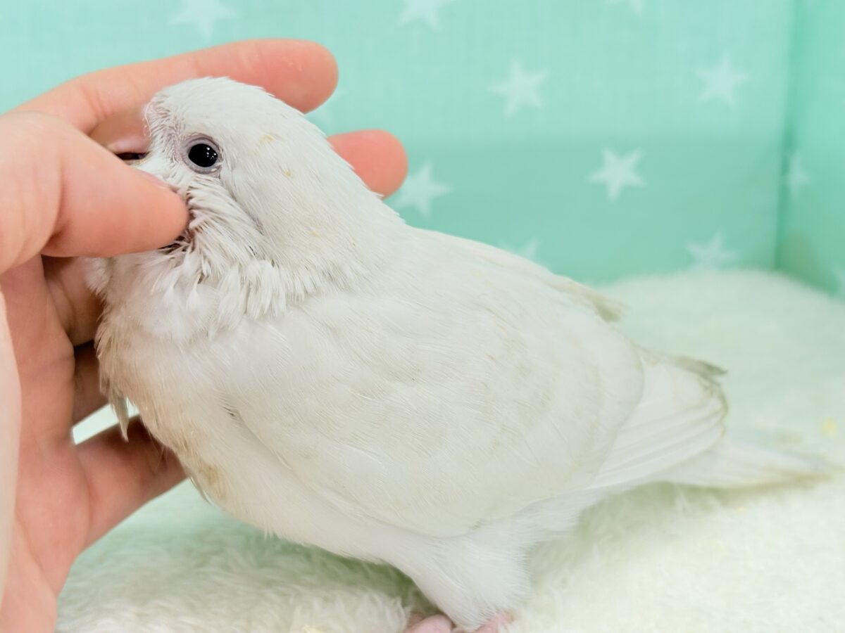 オキナインコ